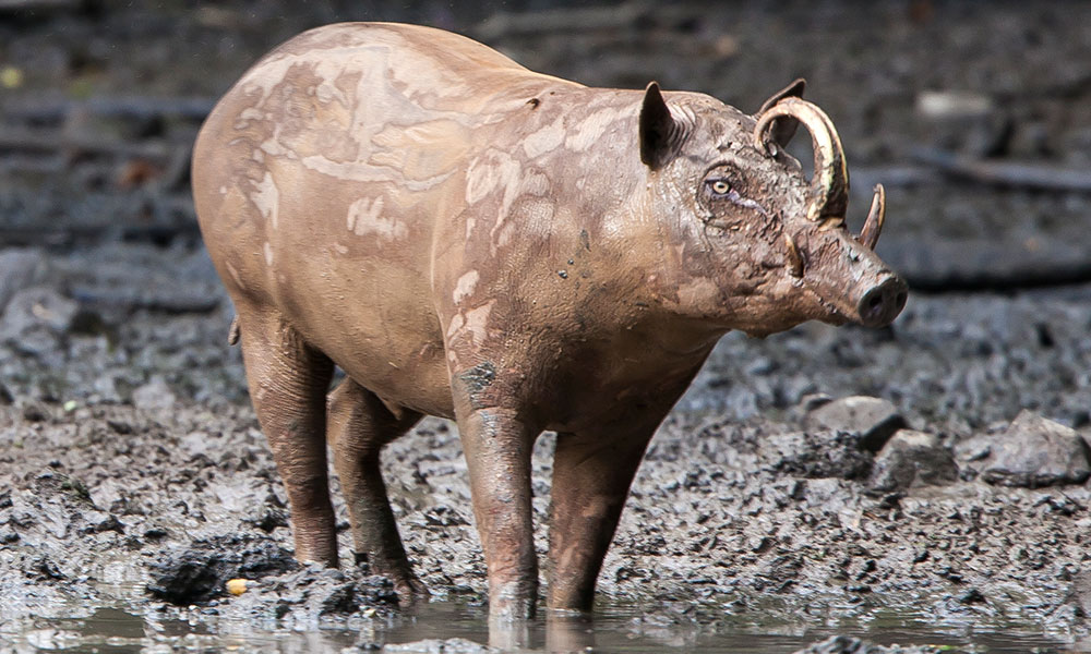 babirusa sulawesi michel