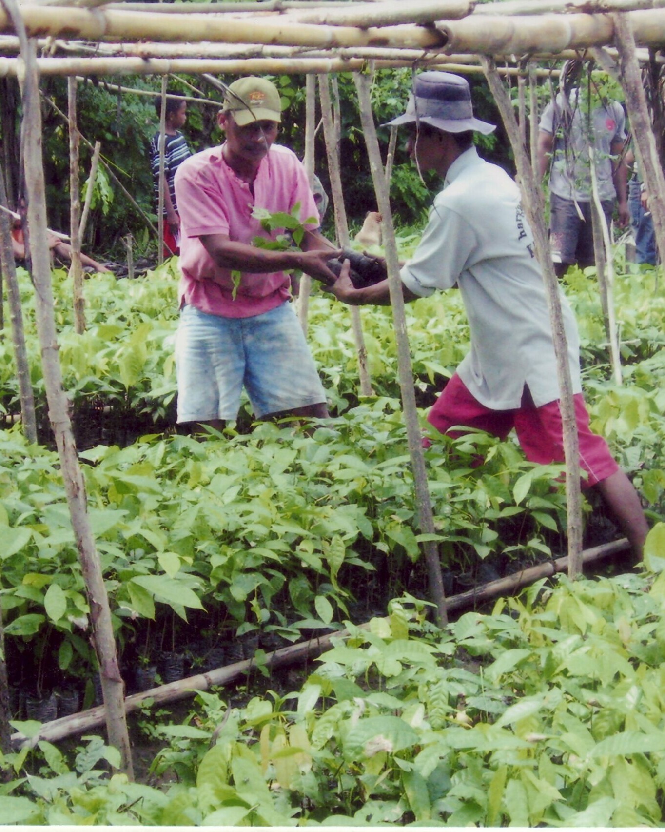 cacao tree nursery sulawesi