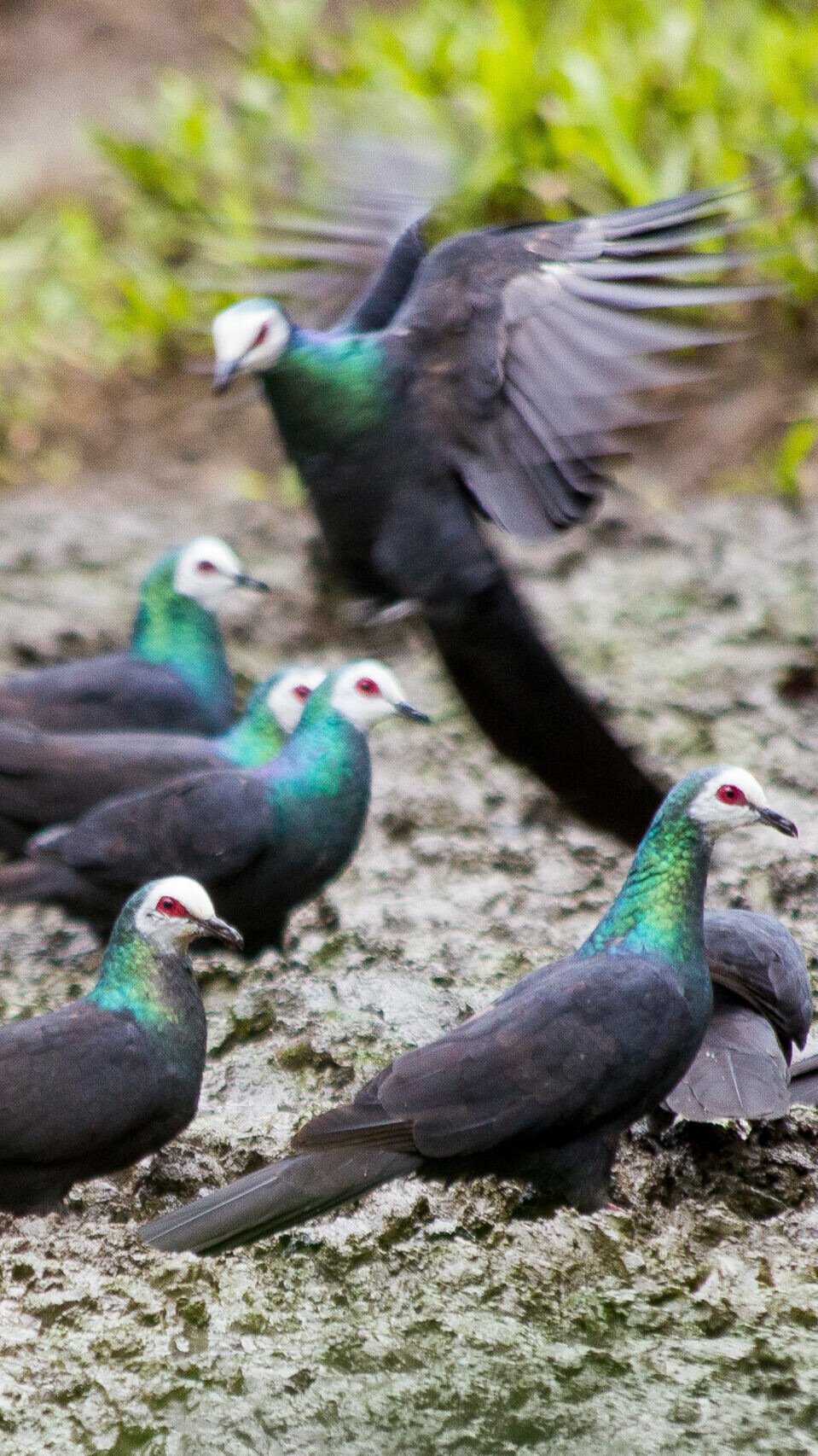 Ben Schweinhart birds pigeons sulawesi nantu forest