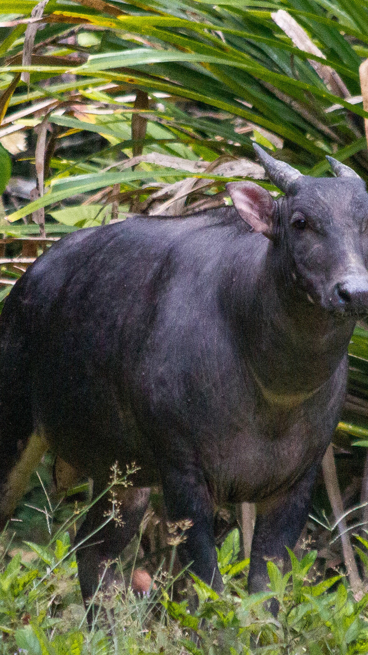 anoa sulawesi photo