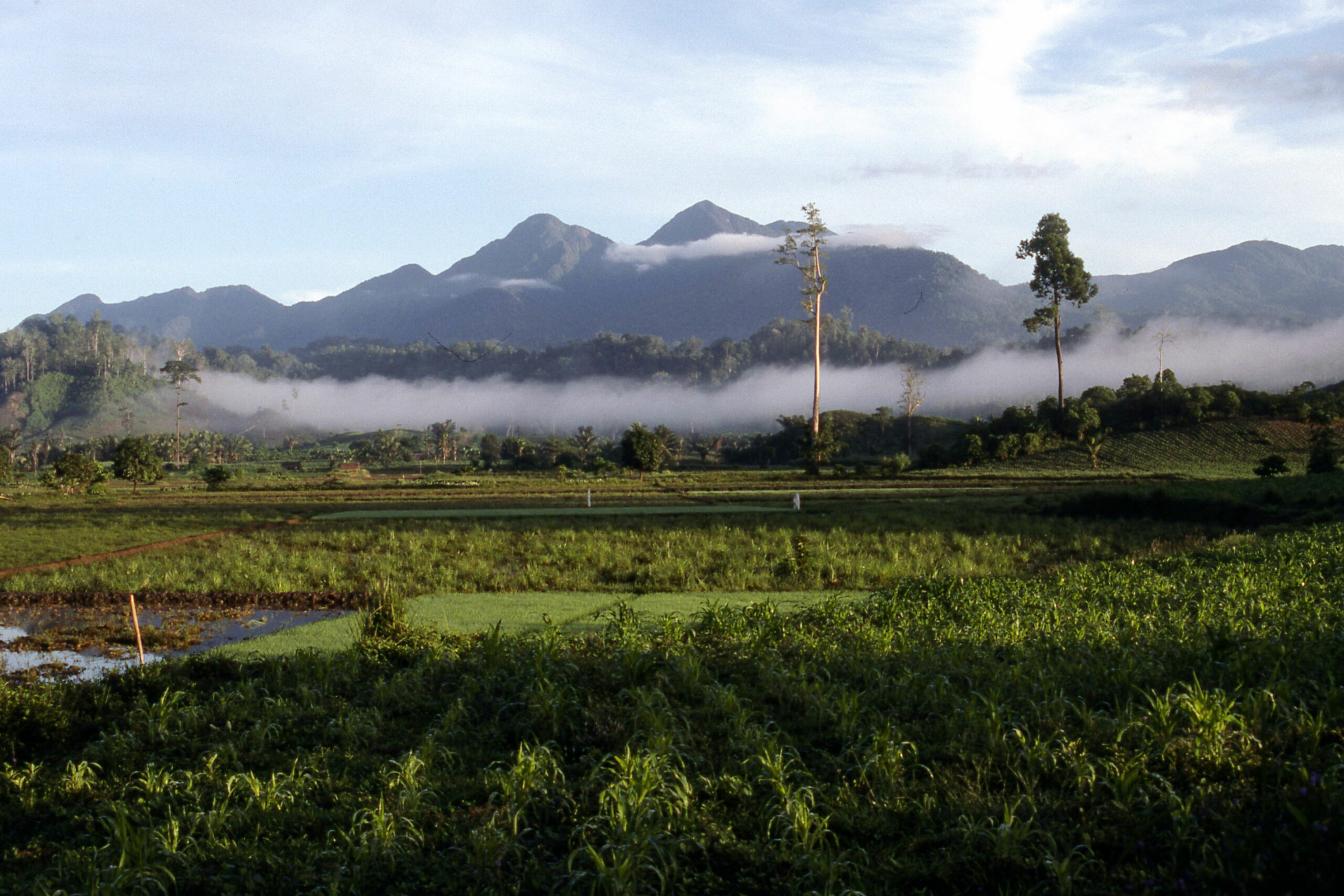 mountains sulawesi nantu forest